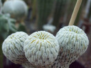 DSCF1681