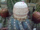 DSCF1684
