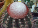 DSCF1686