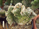 DSCF1699