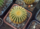 DSCF1701