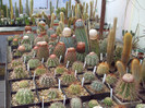 DSCF1704