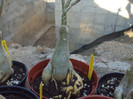 DSCF1718