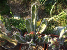 DSCF1733