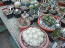 DSCF1748