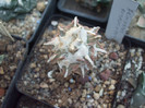 DSCF1752