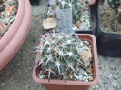 DSCF1753