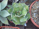 DSCF1756