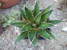 DSCF1761