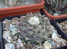 DSCF1765