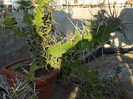 DSCF1776
