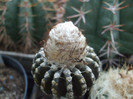 DSCF1779
