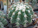 DSCF1781