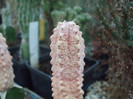 DSCF1784