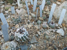 DSCF1831