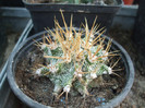 DSCF1836