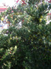 IMGP3293