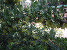 IMGP3294