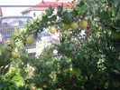 IMGP3295