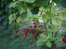IMGP3326