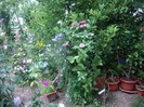 IMGP3331