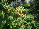 IMGP3348