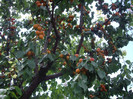 IMGP3350
