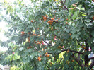 IMGP3352