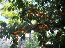 IMGP3354