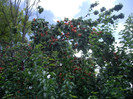 IMGP3355