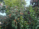 IMGP3356