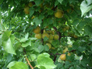 IMGP3359