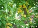 IMGP3361