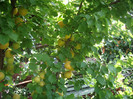 IMGP3362
