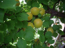 IMGP3363