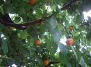 IMGP3369