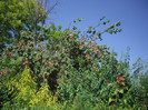 IMGP3376
