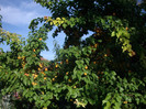IMGP3378