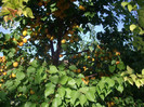 IMGP3379