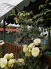 DSCN5557