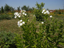 DSCN5569