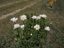 DSCN5570