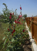 DSCN5572