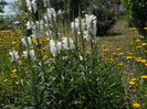 DSCN5577