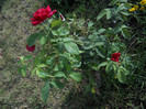 DSCN5585