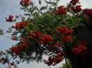 DSCN5591