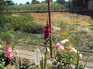 DSC00878