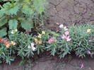 DSC00880