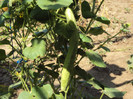 DSC00882