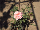 DSC00884